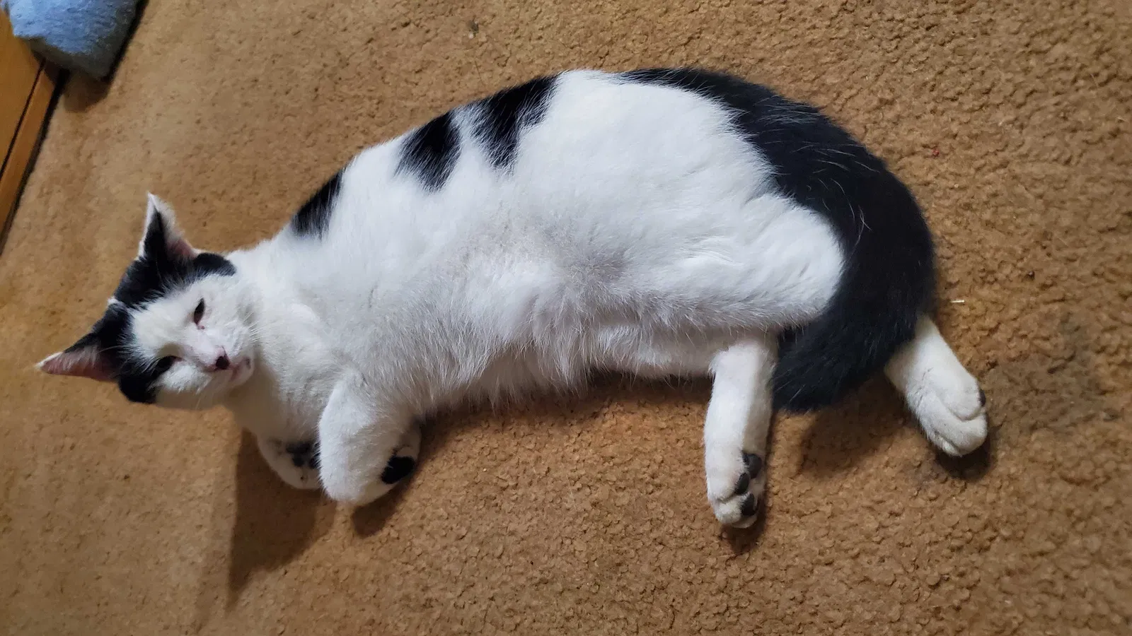 Lost cat in Aliquippa, PA, 15001