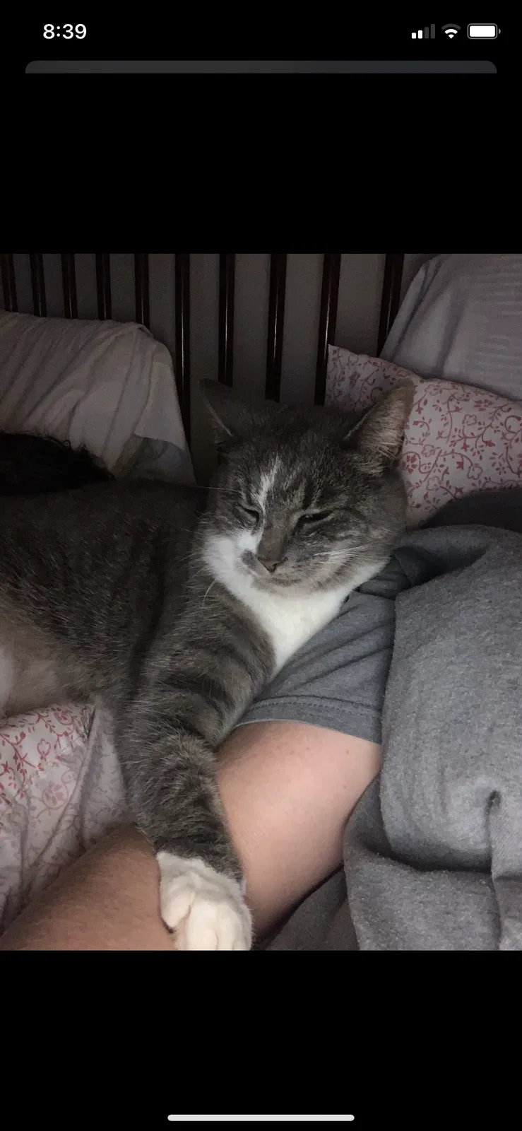Lost cat in Wilmington, NC, 28412