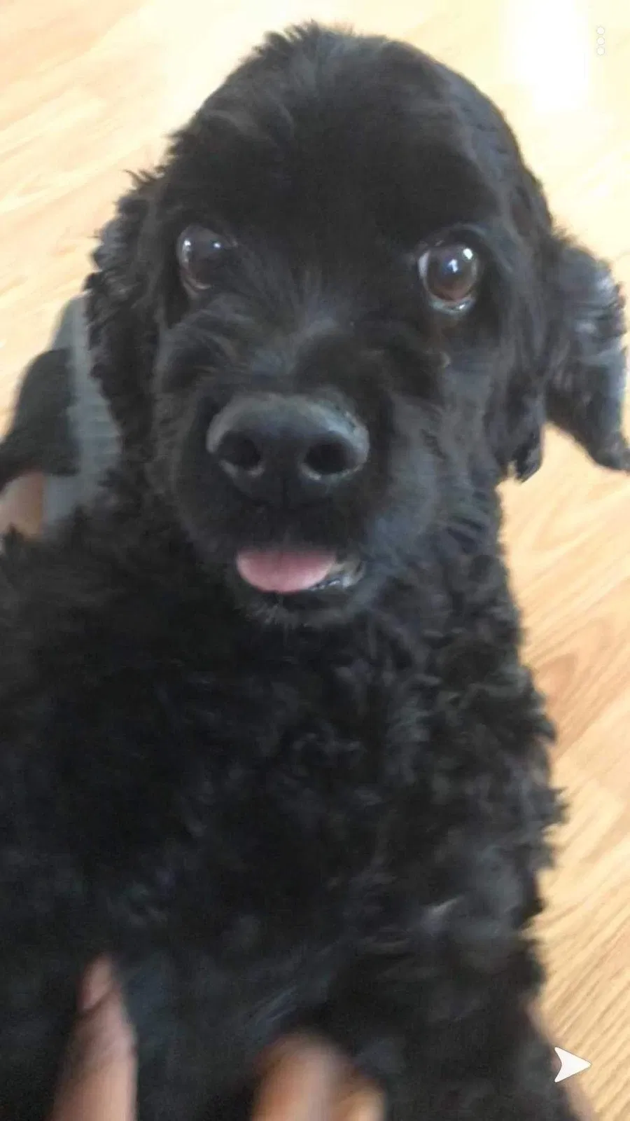Lost dog in Houston, TX, 77064