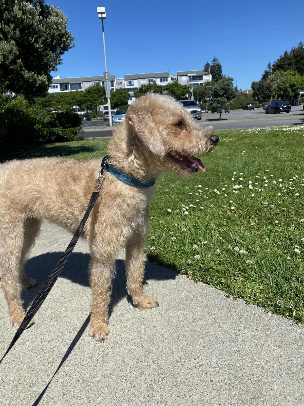 Lost dog in Richmond, CA, 94801