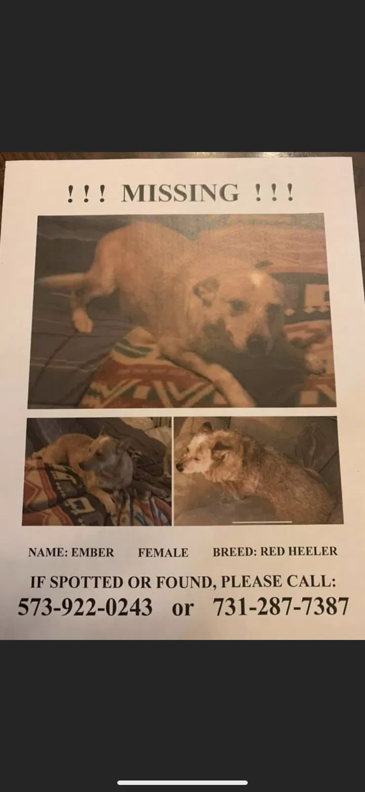 Lost dog in Caruthersville, MO, 63830