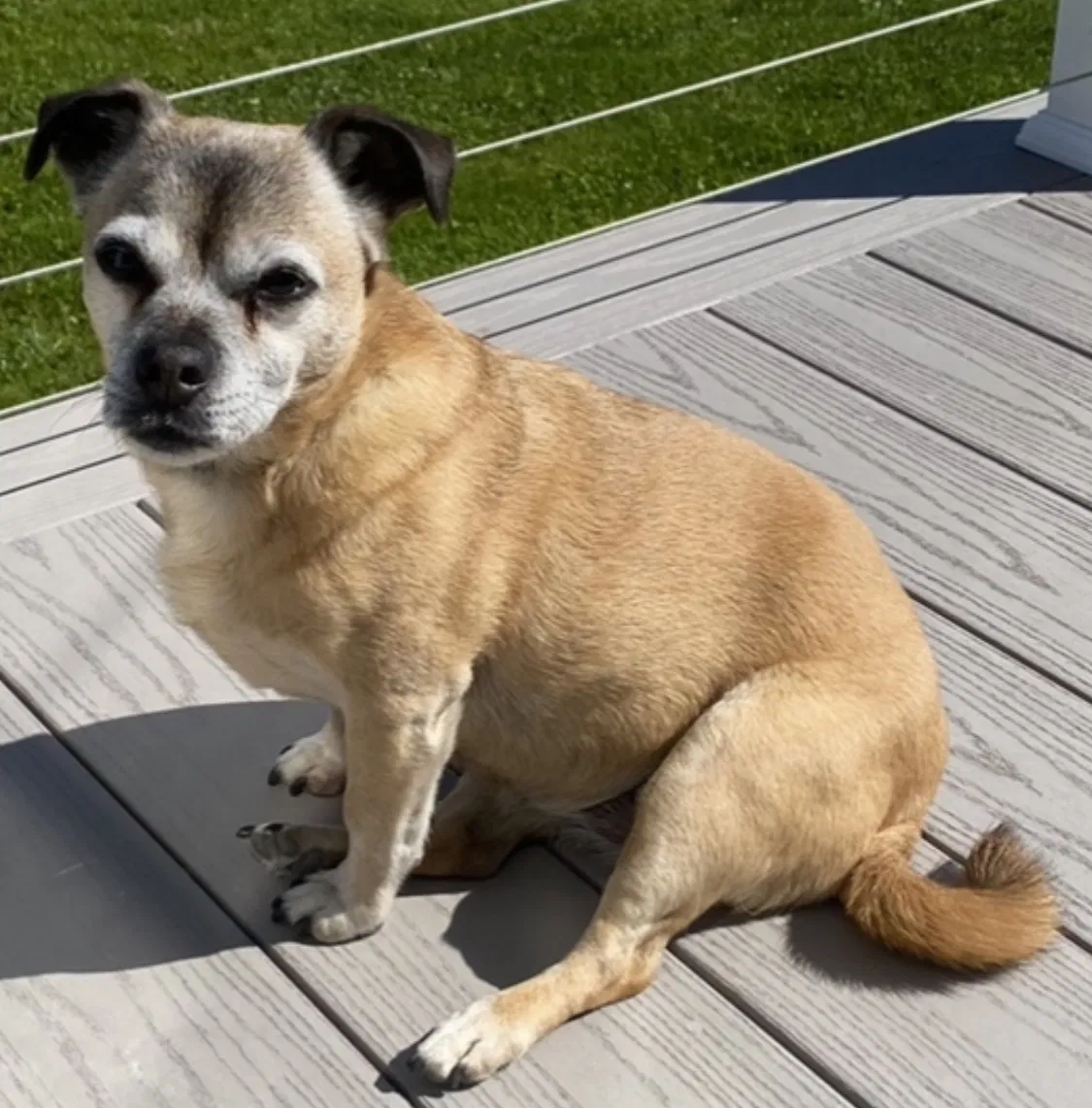 Lost dog in Charlestown, RI, 2813