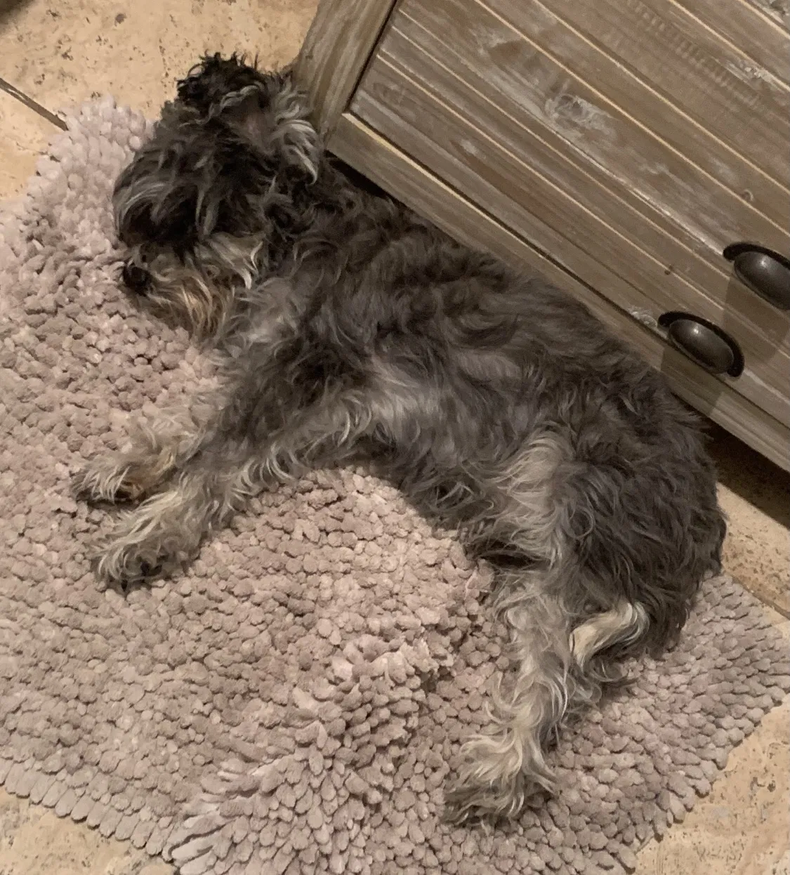 Lost dog in Lubbock, TX, 79424