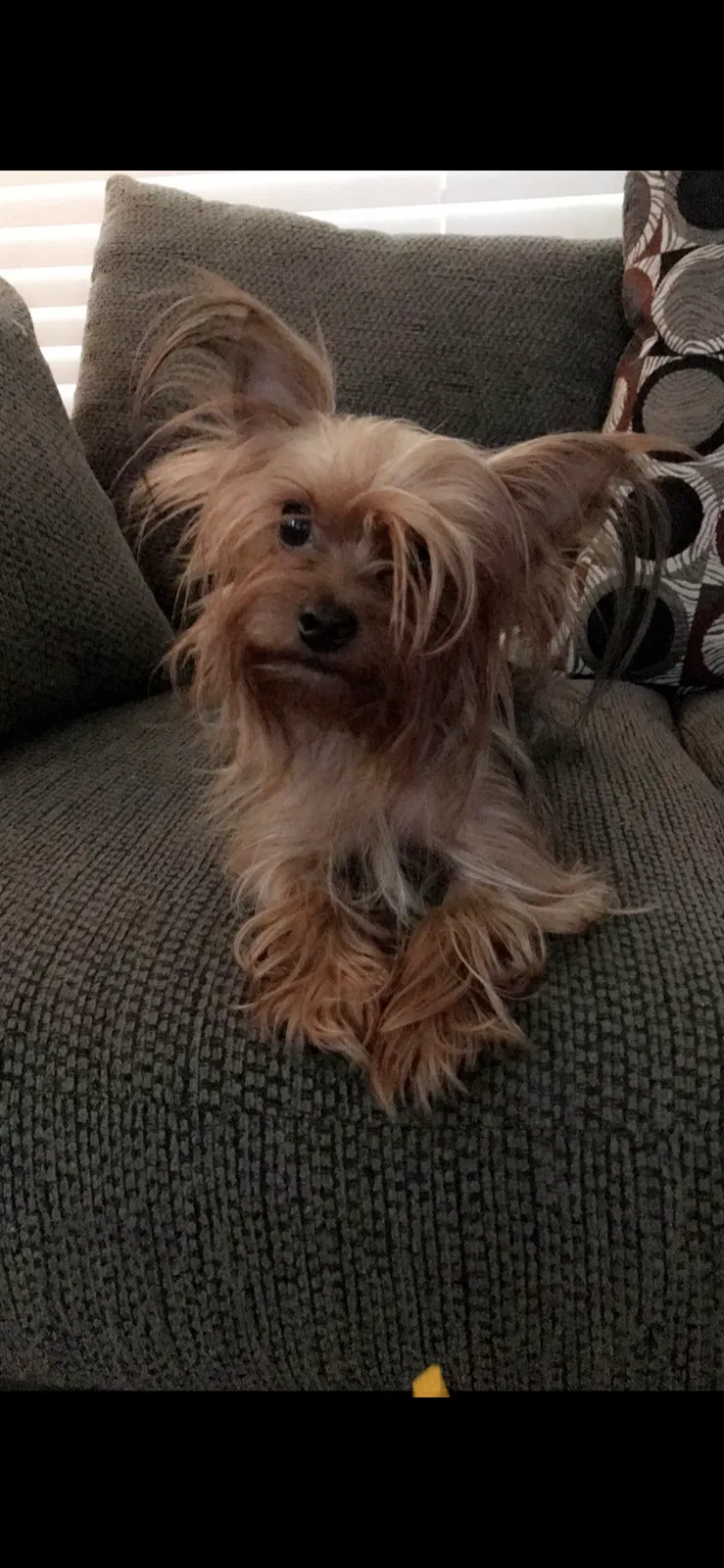 Lost dog in San Antonio, TX, 78231