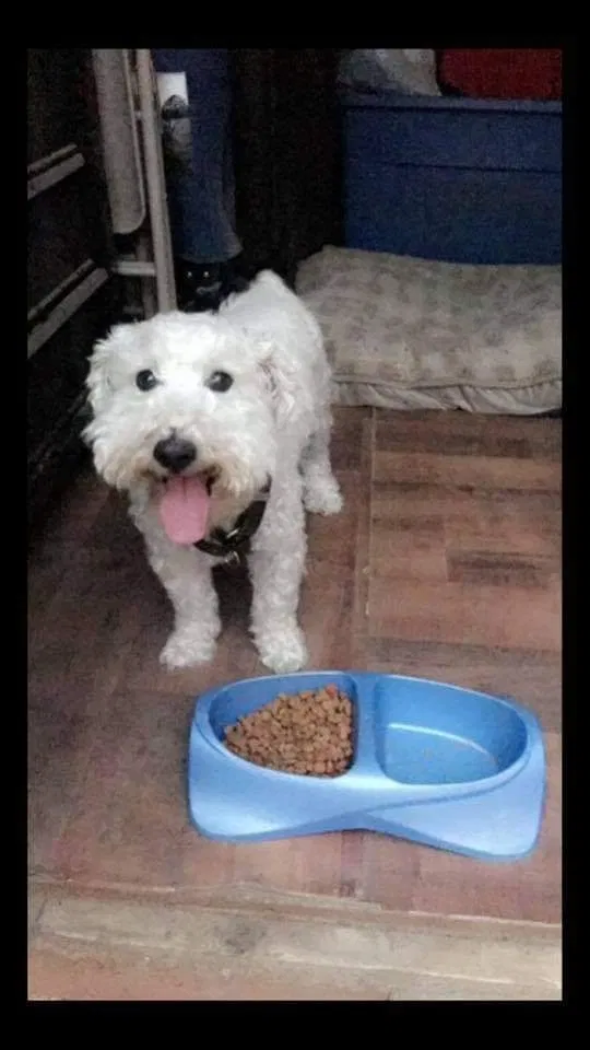 Lost dog in Greeley, CO, 80631
