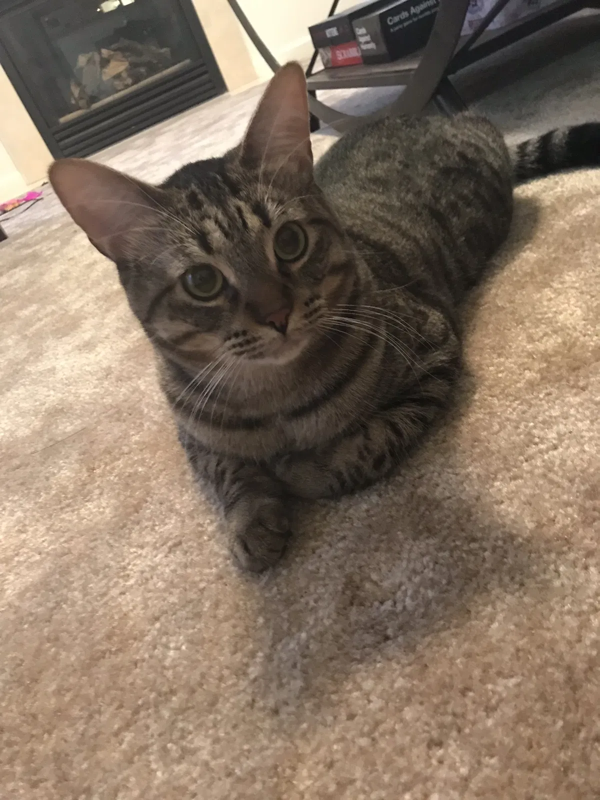 Lost cat in Northport, AL, 35473