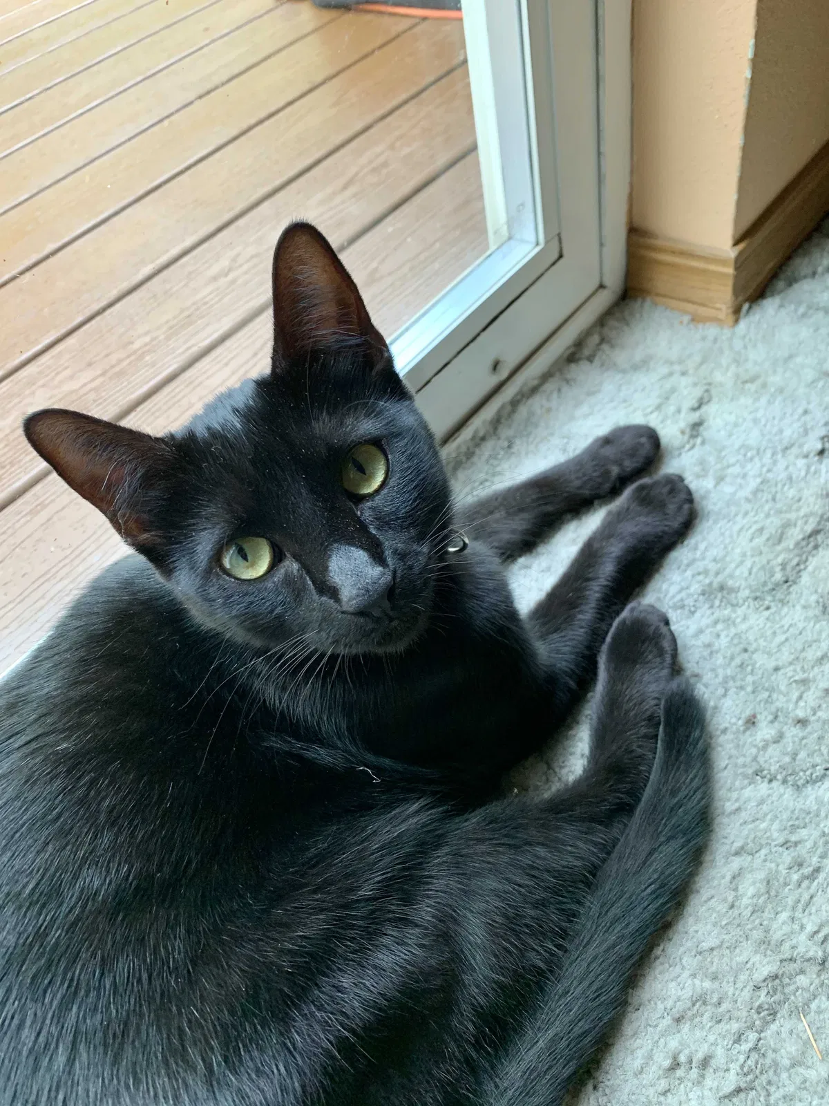 Lost cat in Bremerton, WA, 98311