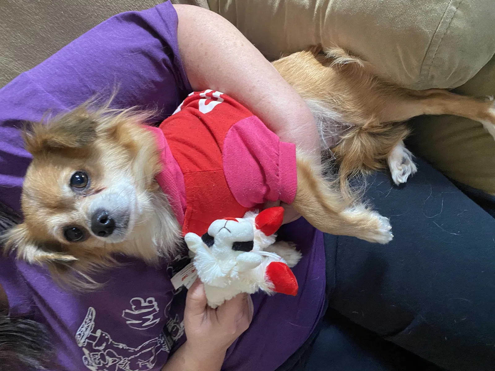Lost dog in Midland, MI, 48640