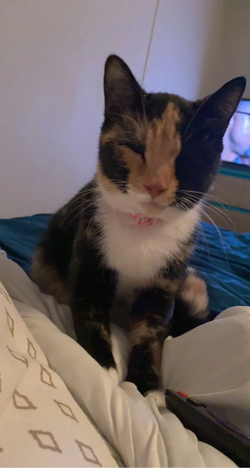 Lost cat in Rhome, TX, 76078