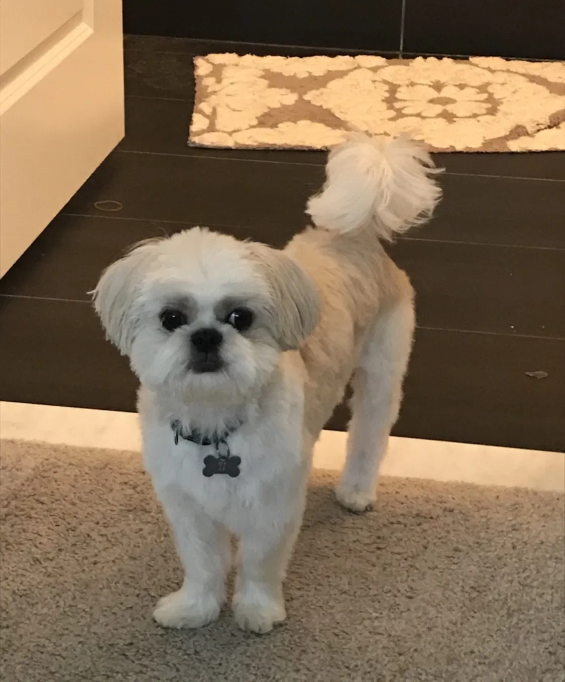 Lost dog in Lutz, FL, 33559