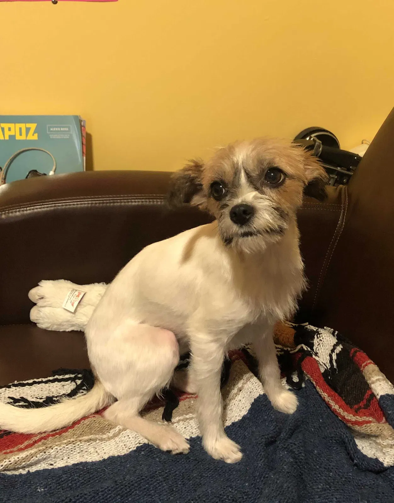 Lost dog in San Francisco, CA, 94177