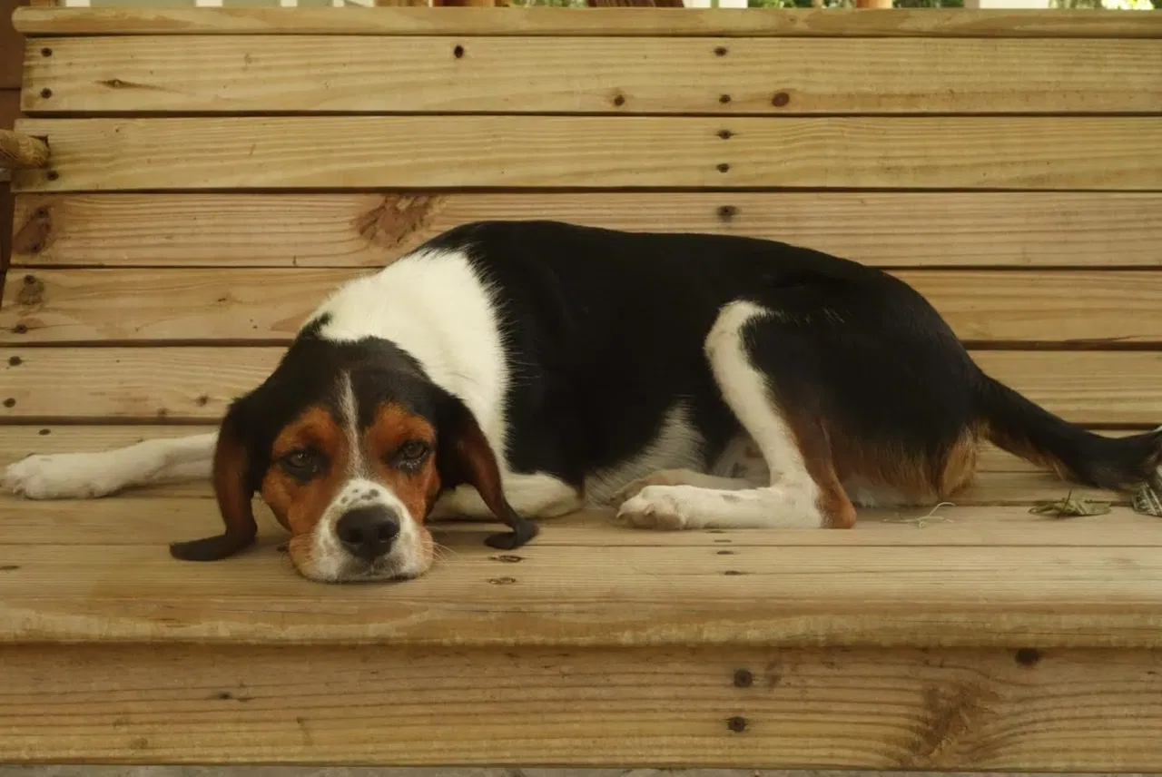 Lost dog in Bushnell, FL, 33513