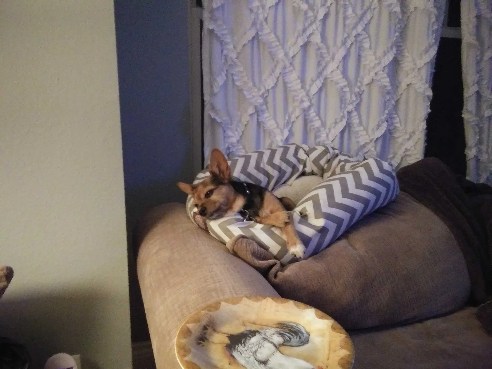 Lost dog in Canton, TX, 75103
