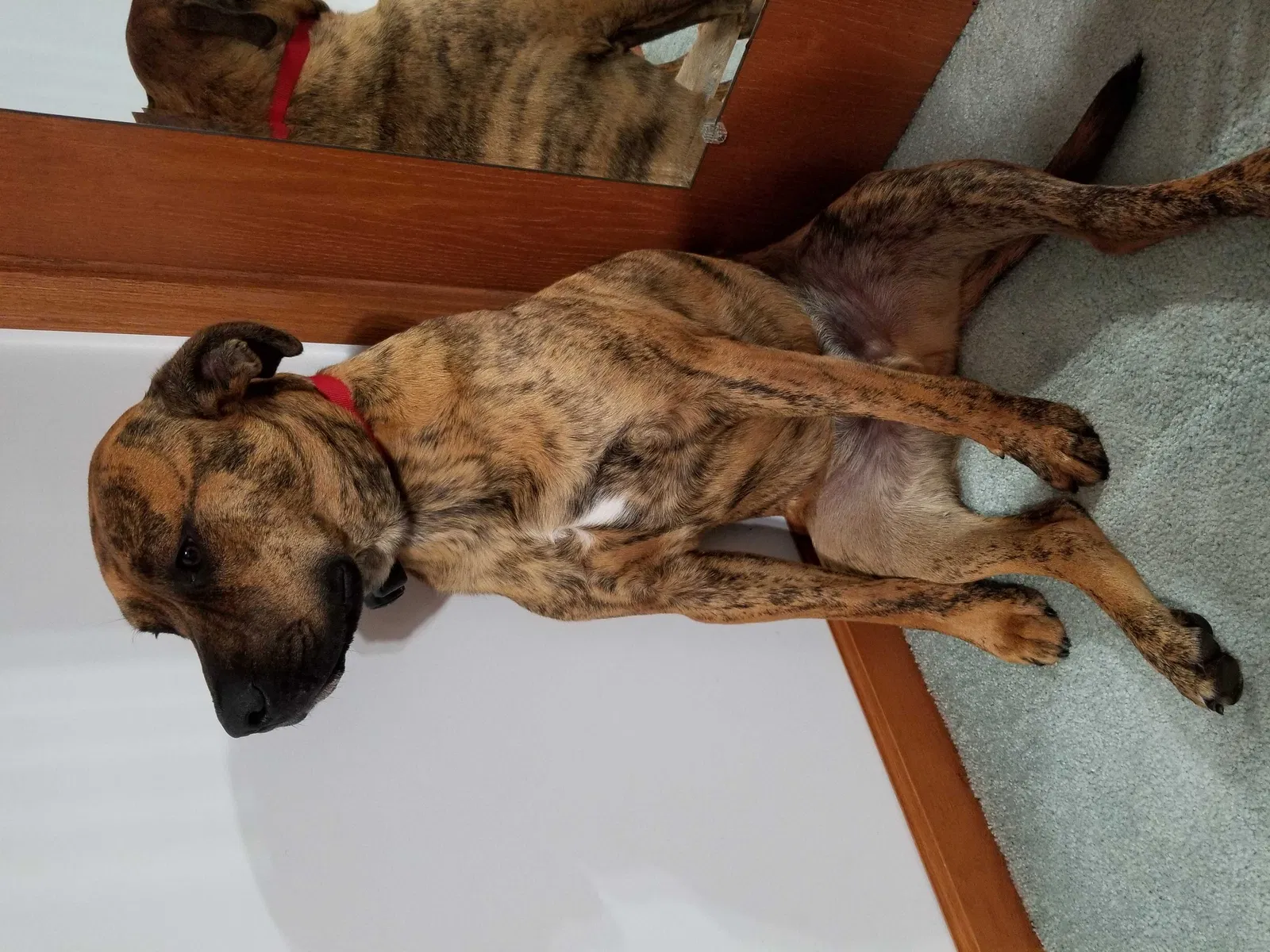 Lost dog in Muskegon, MI, 49442