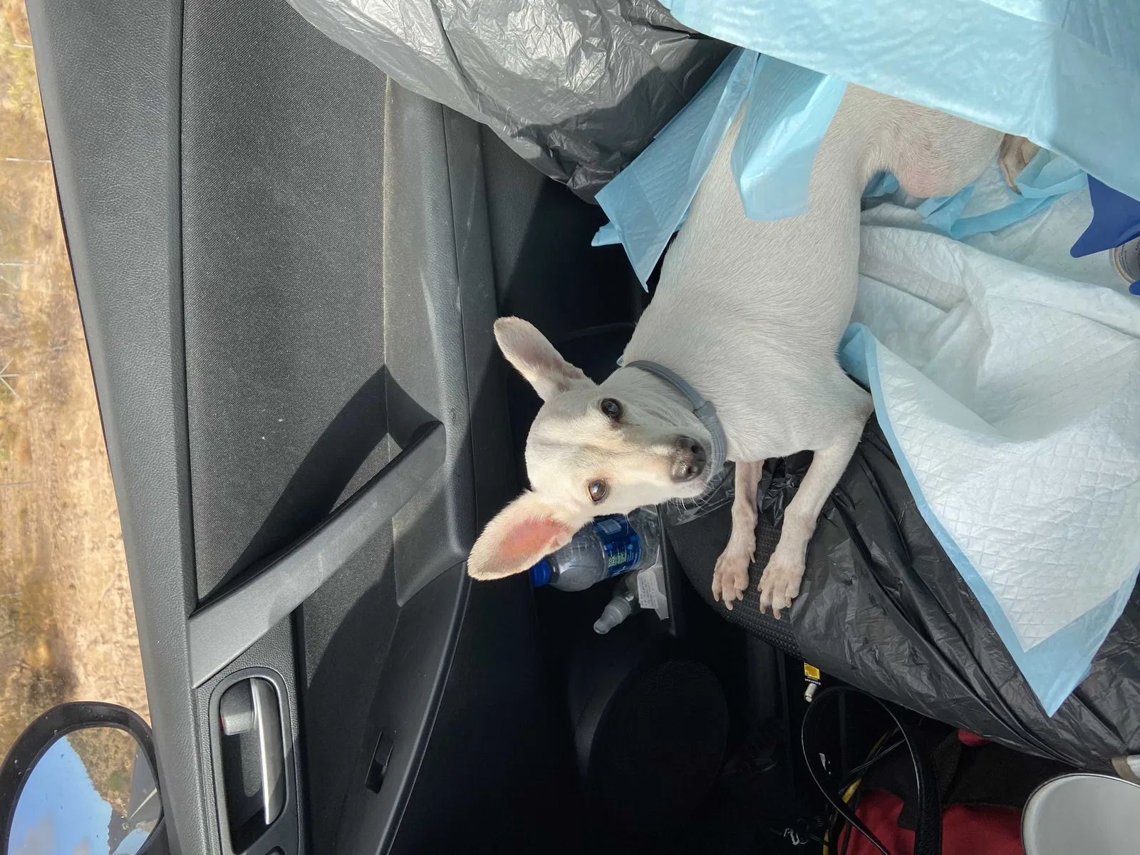 Lost dog in San Diego, CA, 92114
