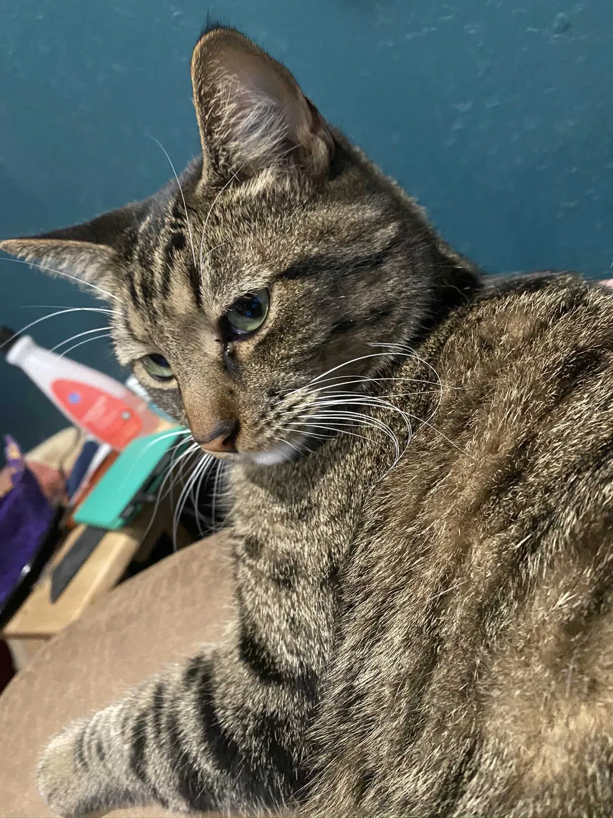 Lost cat in Shreveport, LA, 71107