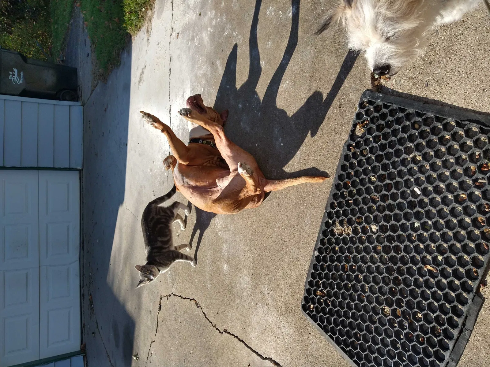 Lost cat in Beloit, WI, 53511