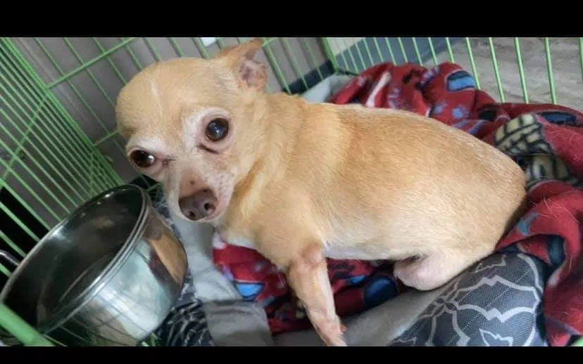 Lost dog in Melrose Park, IL, 60160