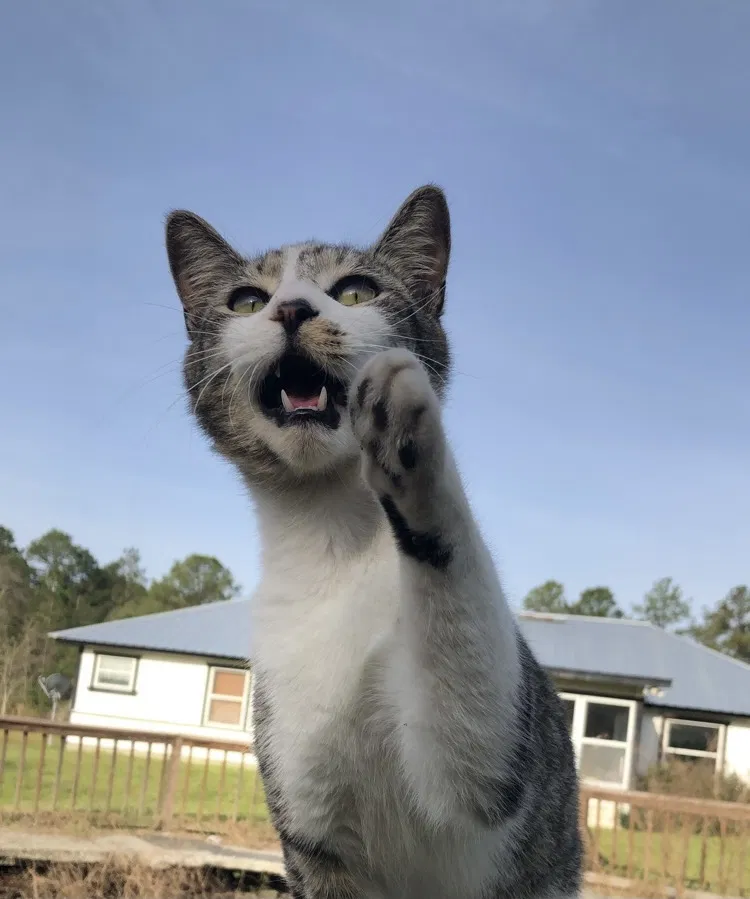 Lost cat in Middleburg, FL, 32068