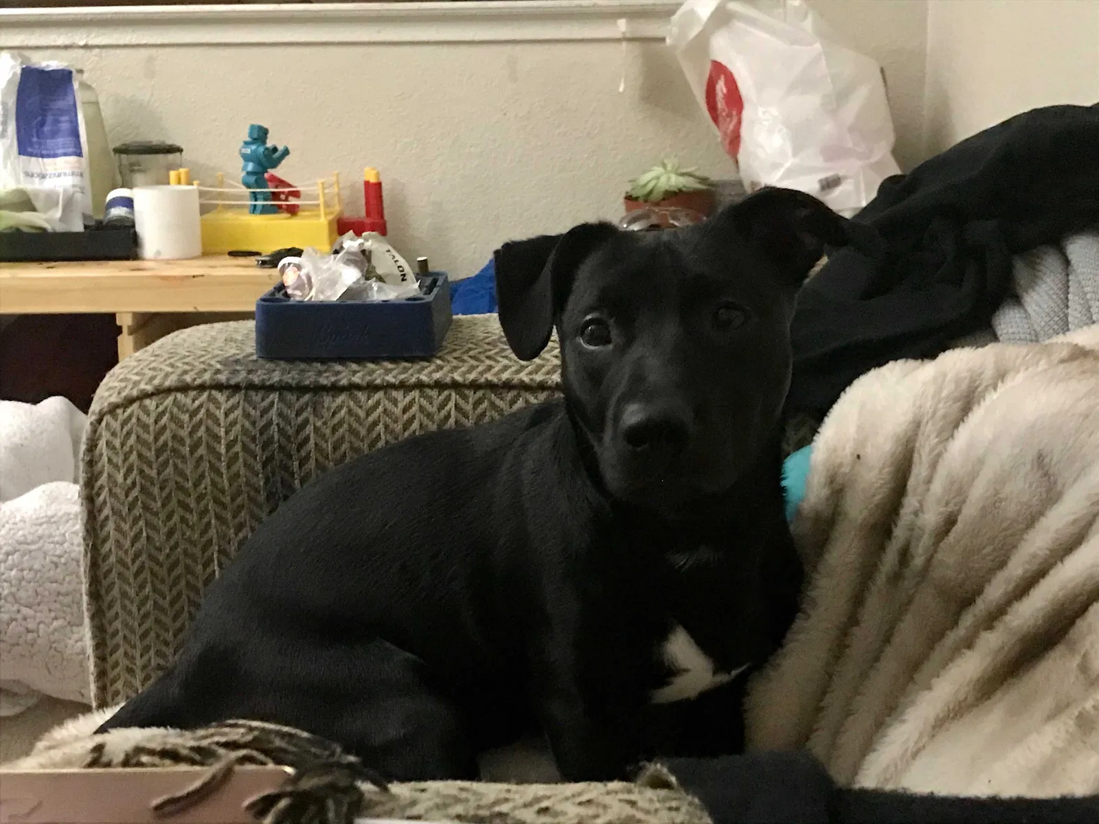 Lost dog in Lincoln, CA, 95648