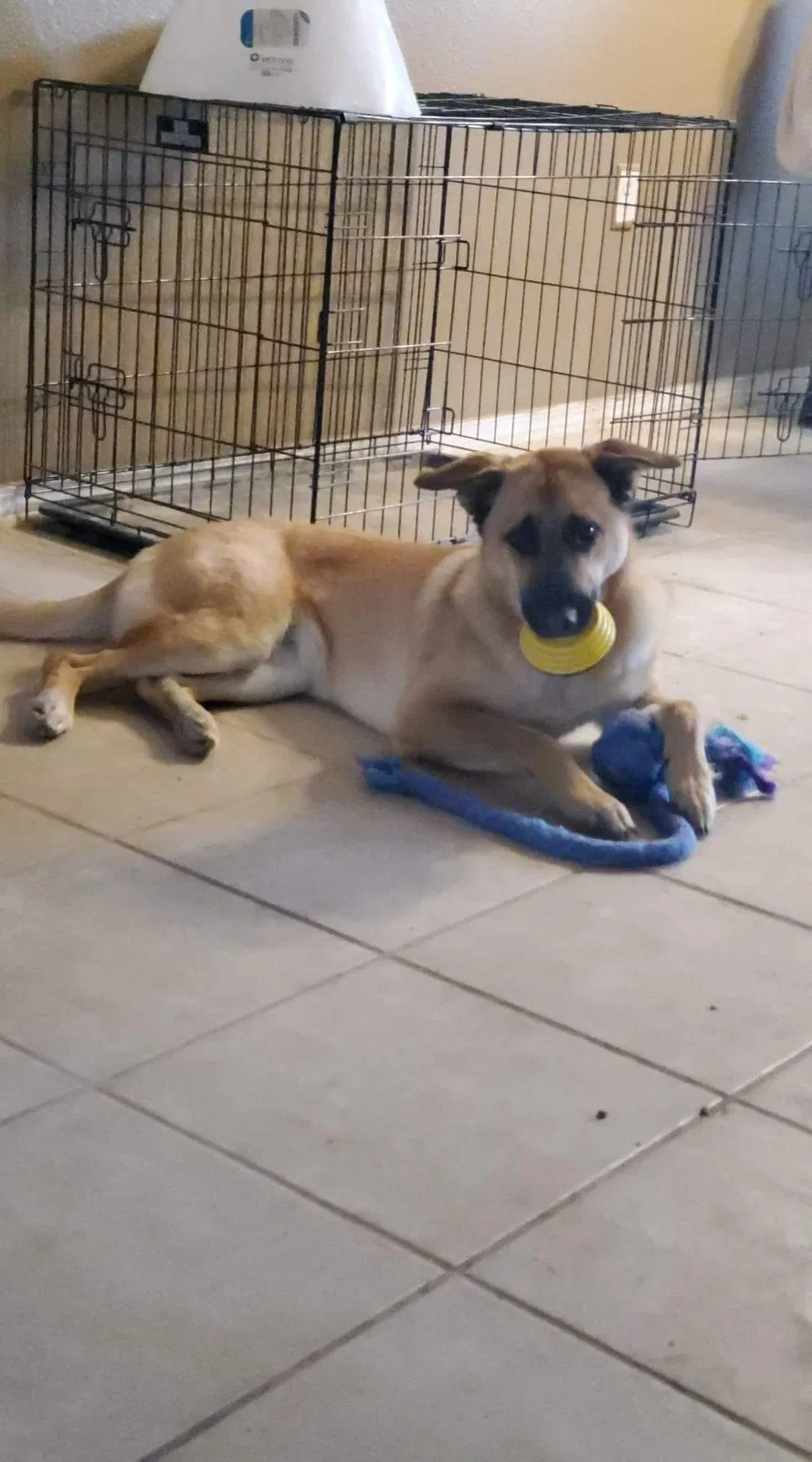 Lost dog in El Paso, TX, 79930