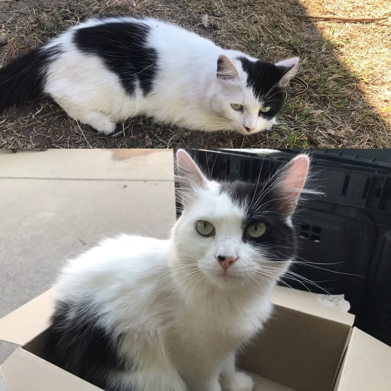Lost cat in Sacramento, CA, 95822