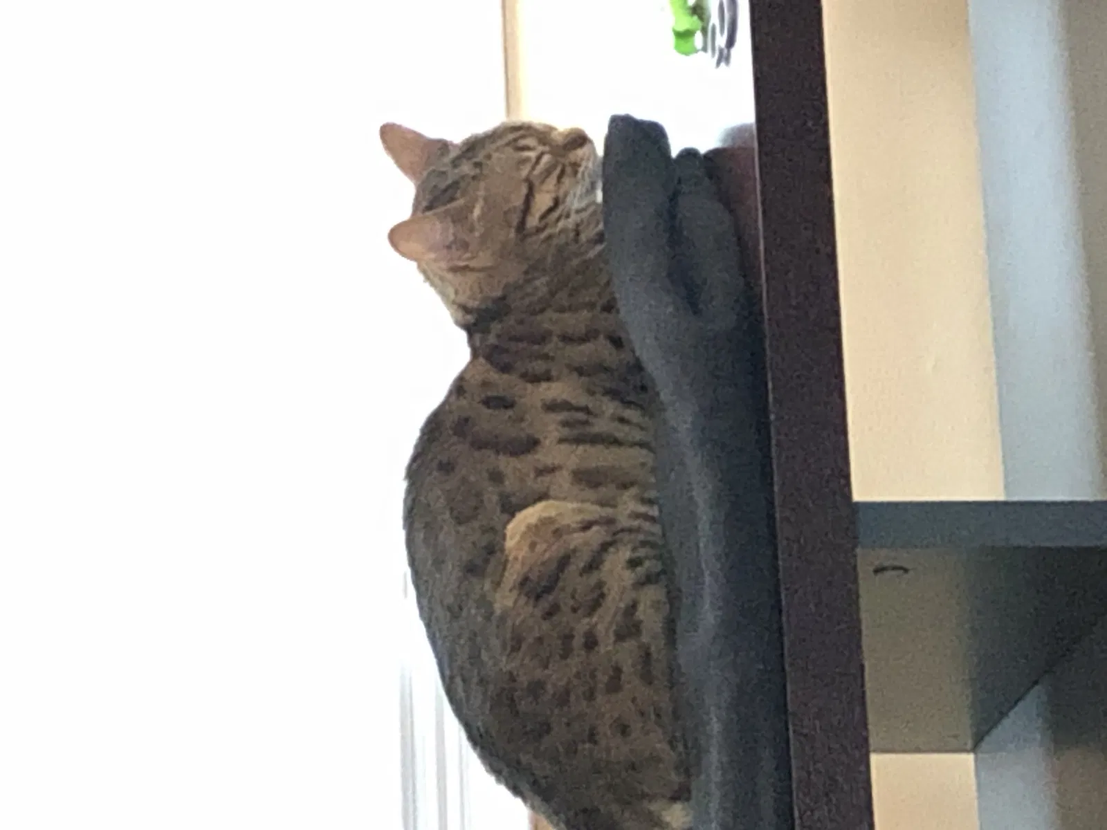 Lost cat in Oakland, CA, 94611