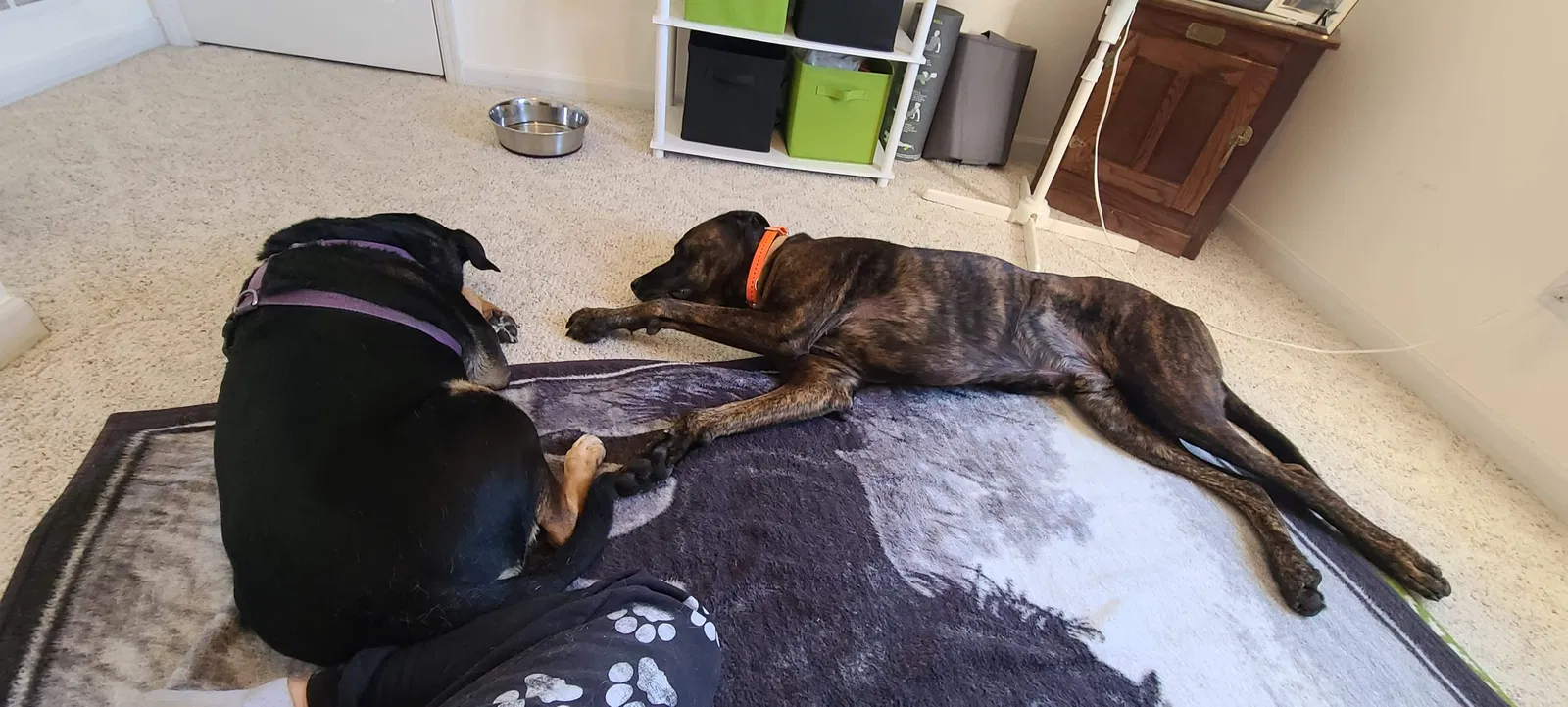 Found dog in High Ridge, MO, 63049