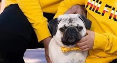 Lost dog in San Marcos, CA, 92069