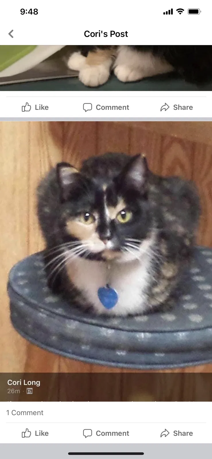 Lost cat in Boone, IA, 50036