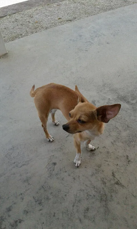 Lost dog in Hawesville, KY, 42348
