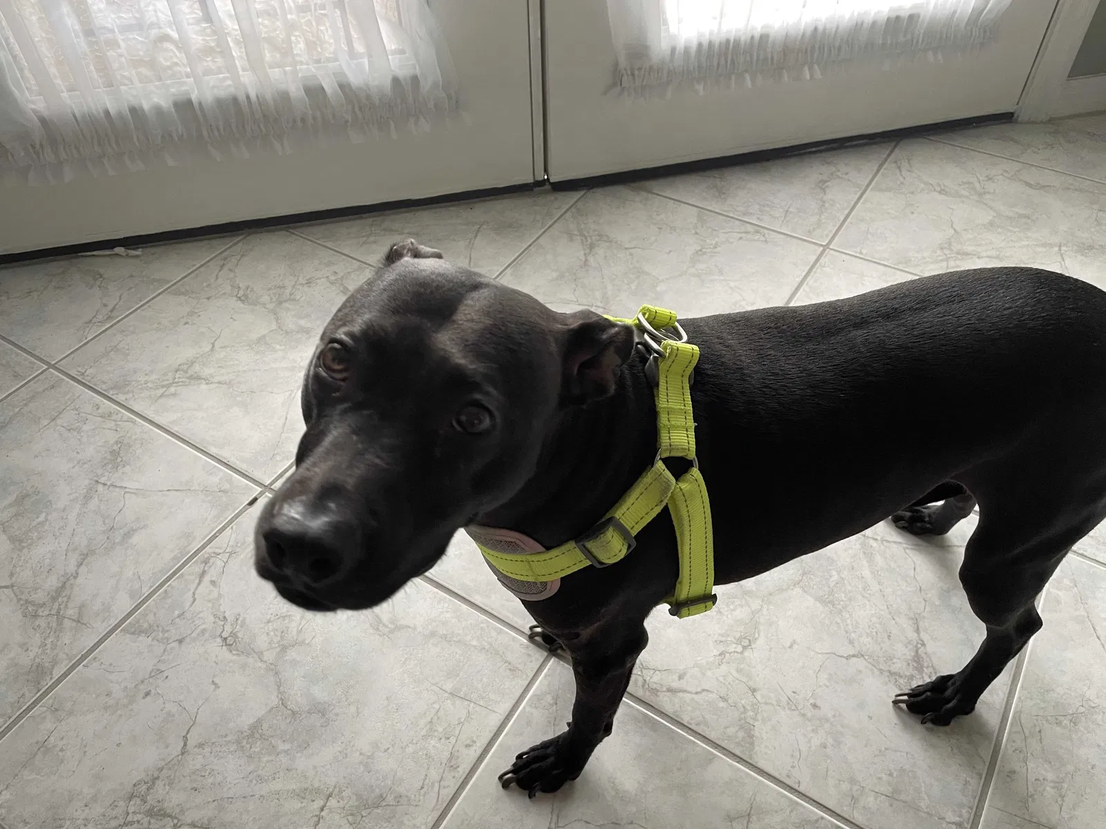 Lost dog in Clermont, FL, 34711