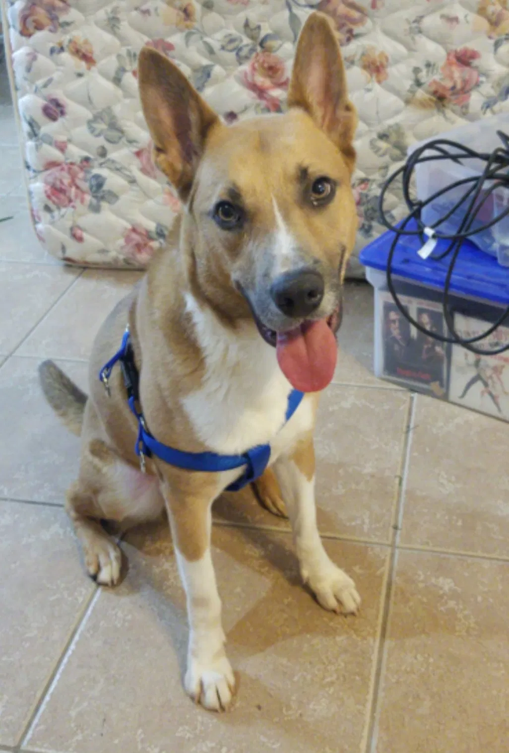 Lost dog in Mission, TX, 78573