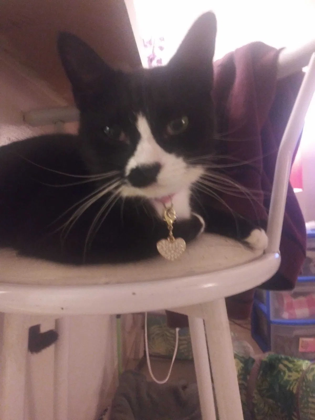 Lost cat in Tucson, AZ, 85711
