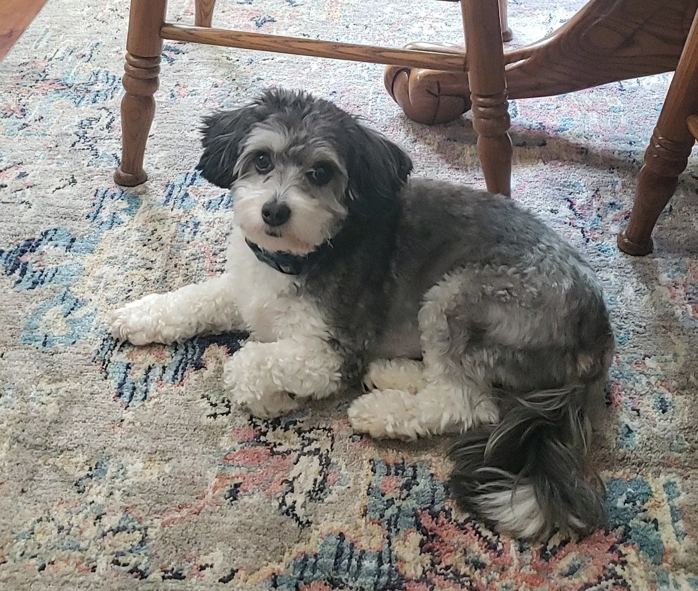 Lost dog in Thomasville, NC, 27360