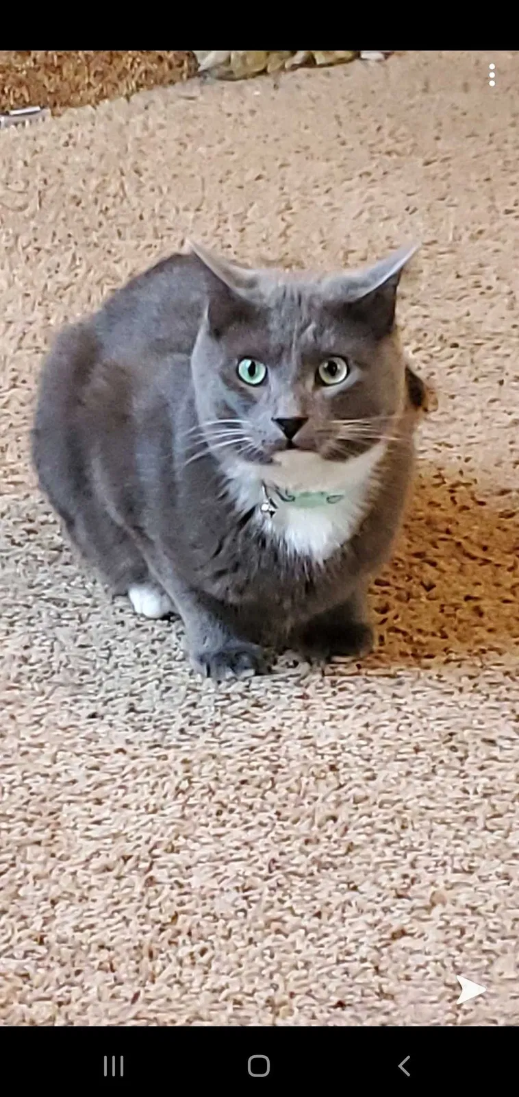 Lost cat in Rock Falls, IL, 61071