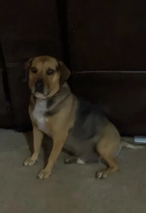 Lost dog in Stoutsville, OH, 43154