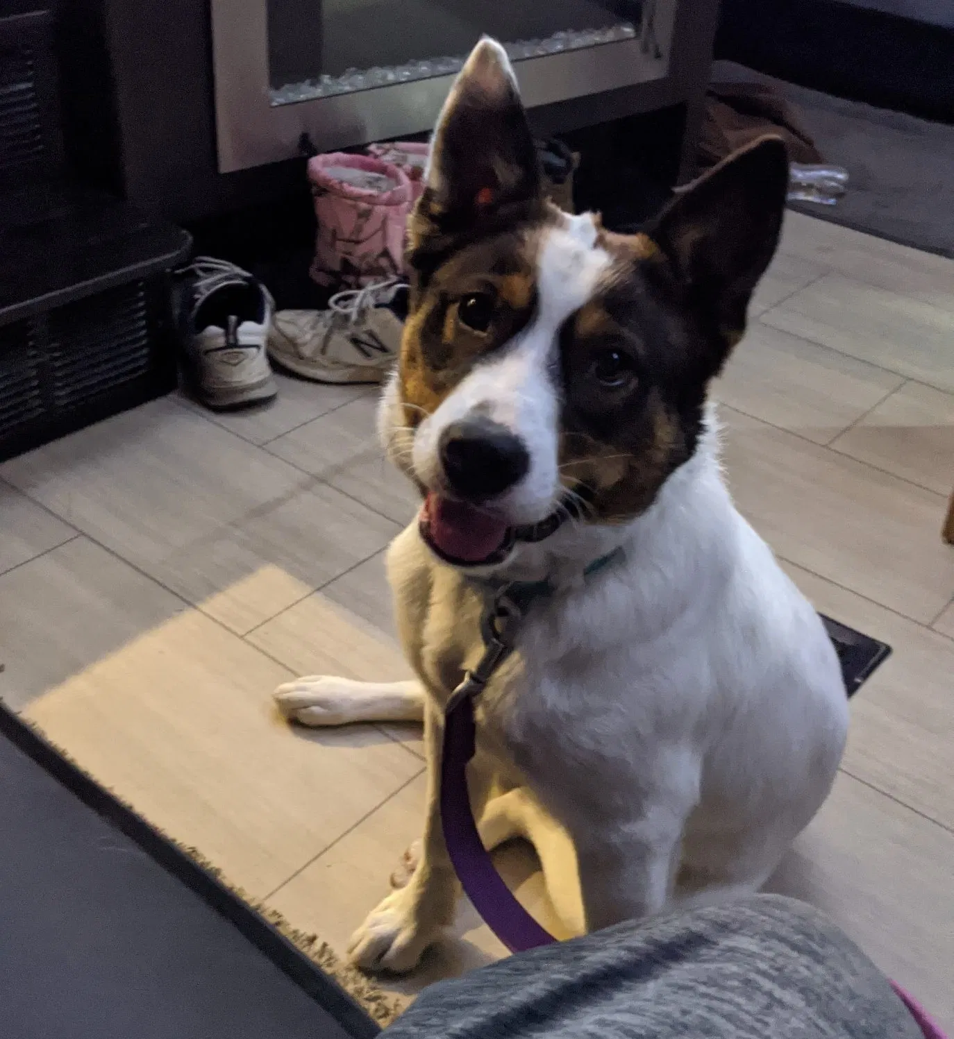 Lost dog in Grenada, MS, 38901