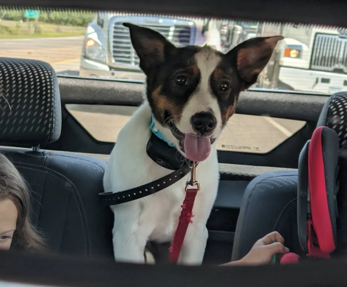 Lost dog in Grenada, MS, 38901
