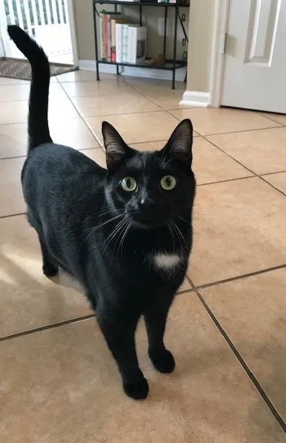 Lost cat in Gates Mills, OH, 44040