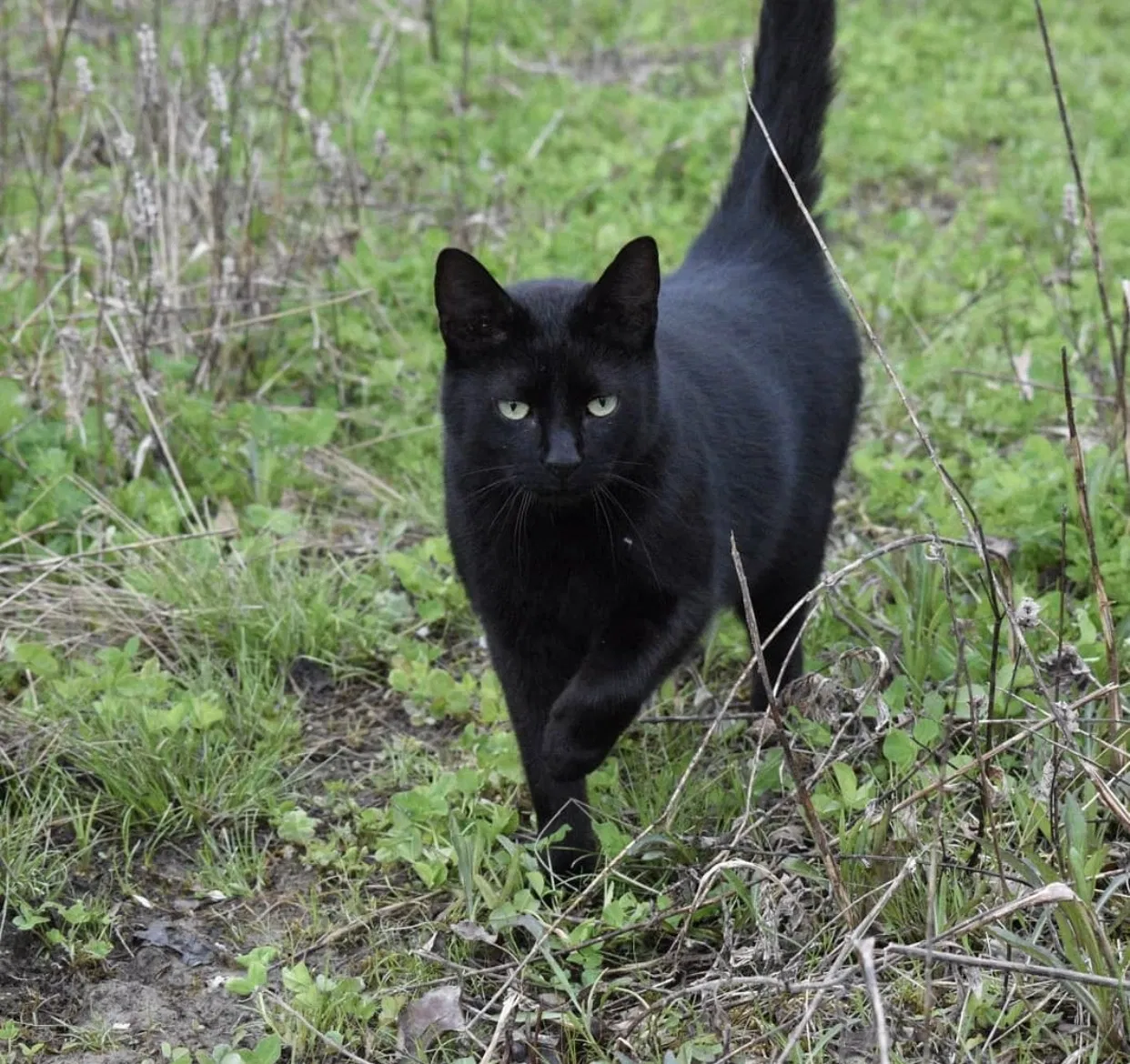 Lost cat in Galloway, OH, 43119