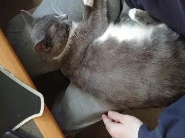 Lost cat in Edgewood, MD, 21040