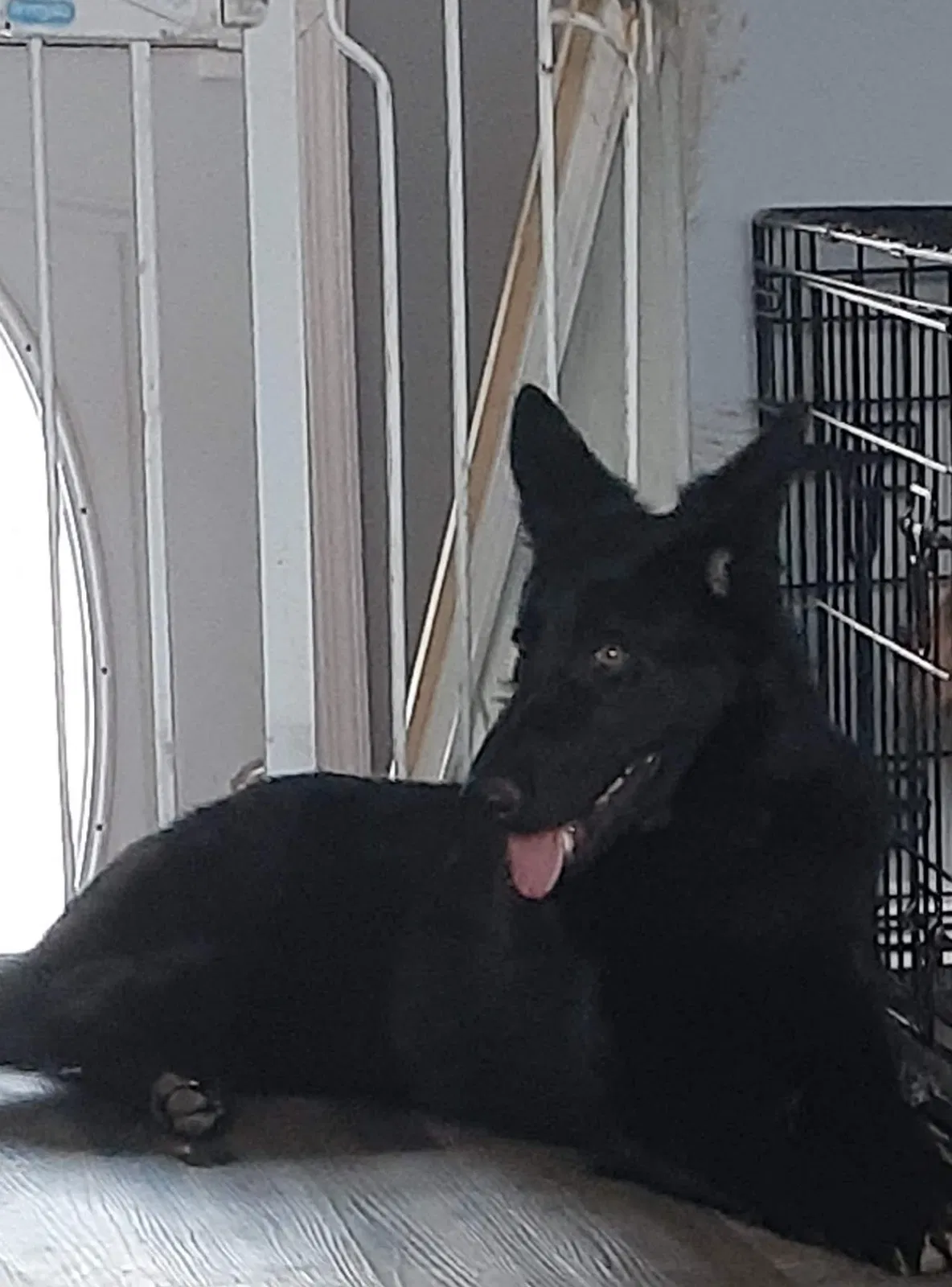 Lost dog in Columbus, OH, 43223