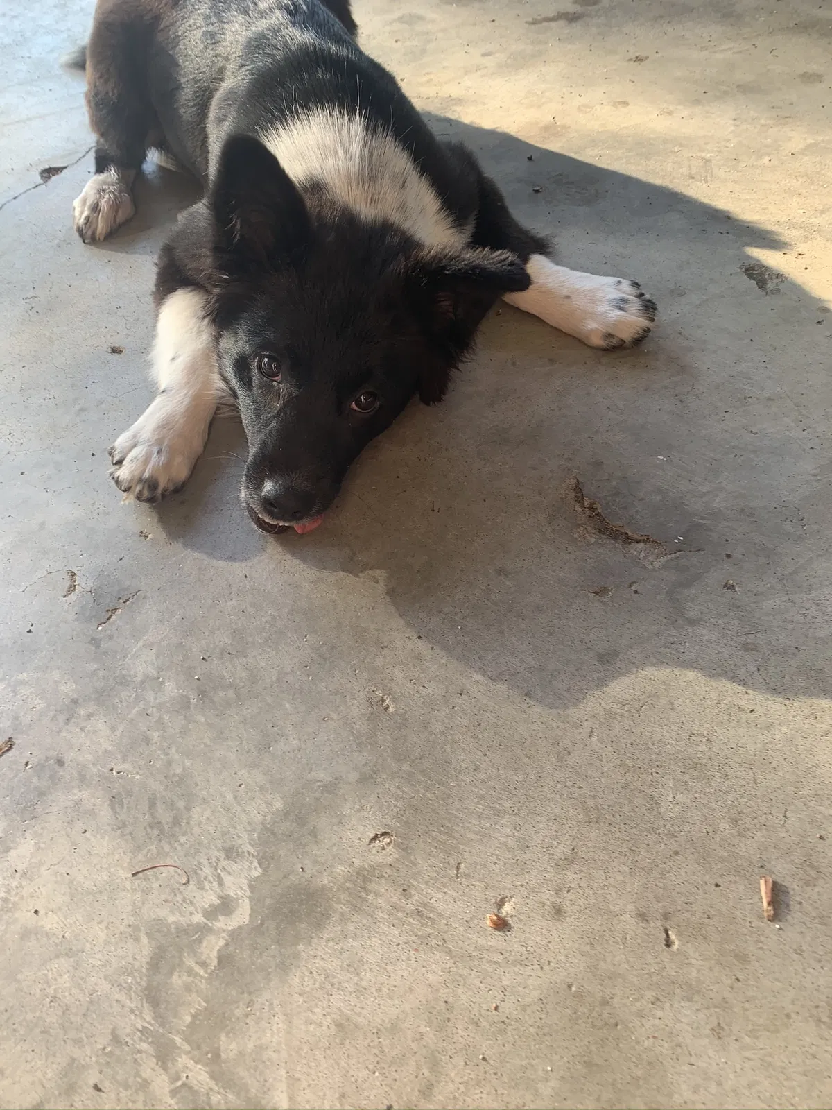 Lost dog in Fort Gibson, OK, 74434