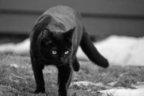 Lost cat in Sammamish, WA, 98074