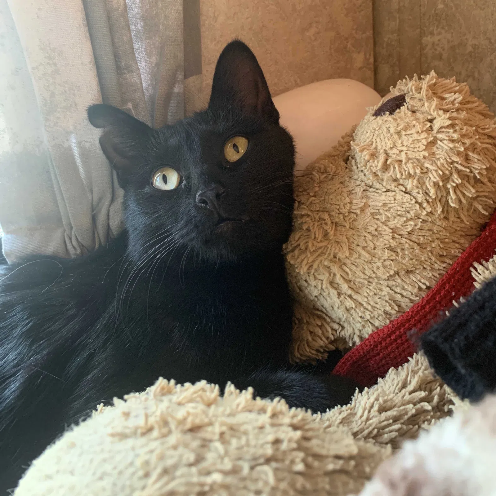 Lost cat in Somis, CA, 93066