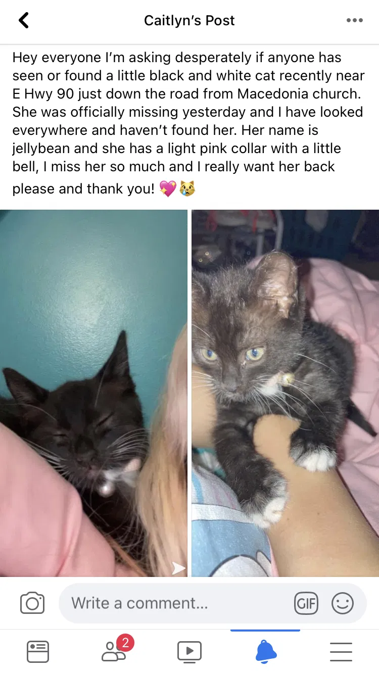 Lost cat in Lee, FL, 32059