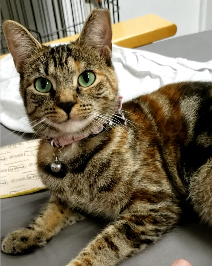 Lost cat in Fresh Meadows, NY, 11366