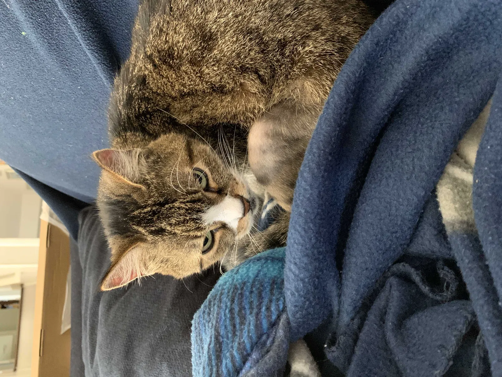 Lost cat in South Amboy, NJ, 8879