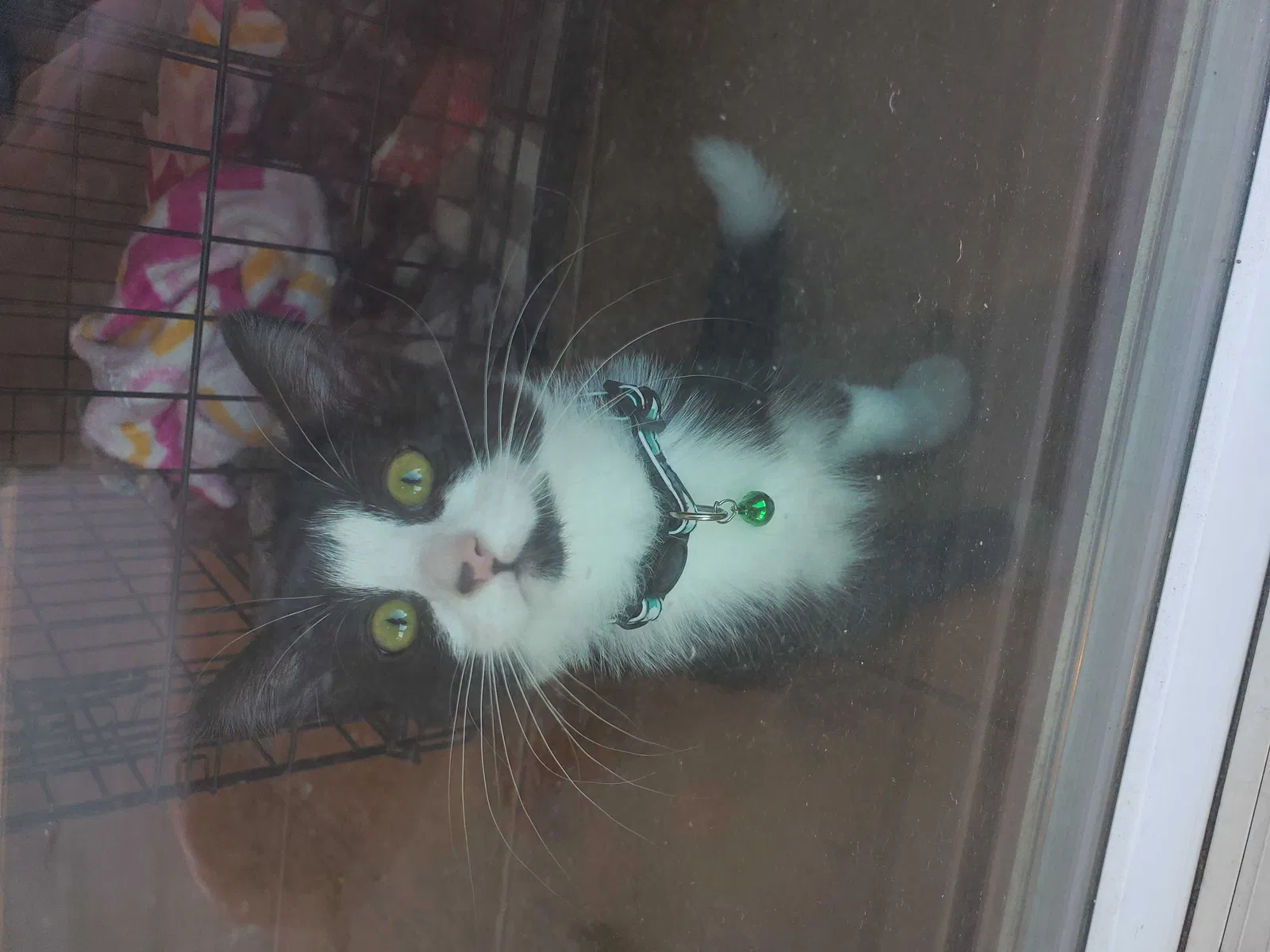 Lost cat in Denver, CO, 80227